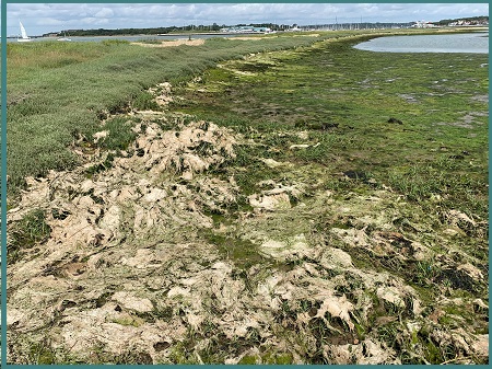 Algal mats Solent July 2021 Project RanTrans